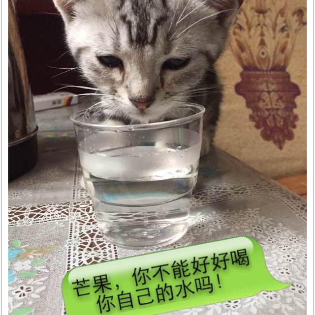 购买南方州立社区学院毕业证